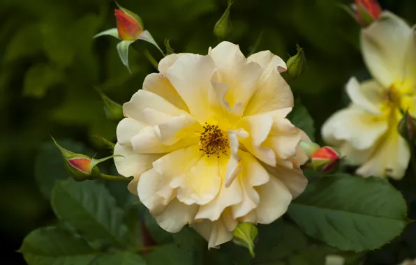 Macro, roses, petals, buds, yellow rose
