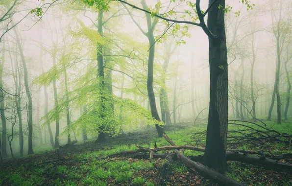 Forest, grass, leaves, trees, fog, tree