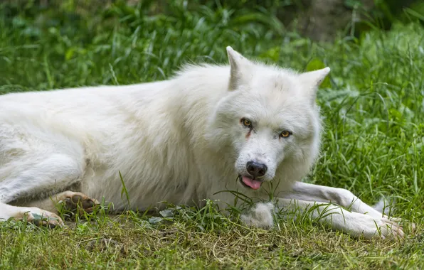 Picture language, white, grass, look, wolf, ©Tambako The Jaguar