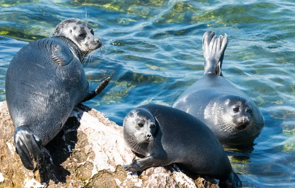 Picture seal, trio, Baikal seal