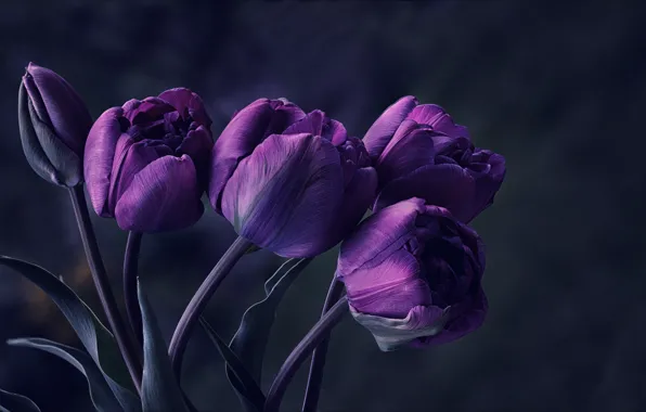 Purple, flowers, tulips