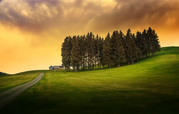 Road, trees, home, treatment