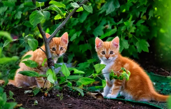 Leaves, kittens, red, a couple, tree, two kittens