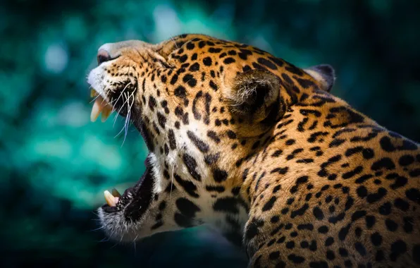 Mouth, Jaguar, wild cat, yawns