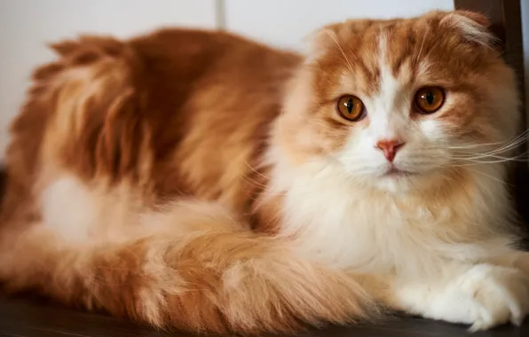 Cat, cat, look, sweetheart, muzzle, beauty, tail, red