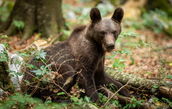 Forest, look, leaves, branches, nature, pose, bear, bear