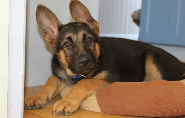 Picture puppy, ears, German shepherd