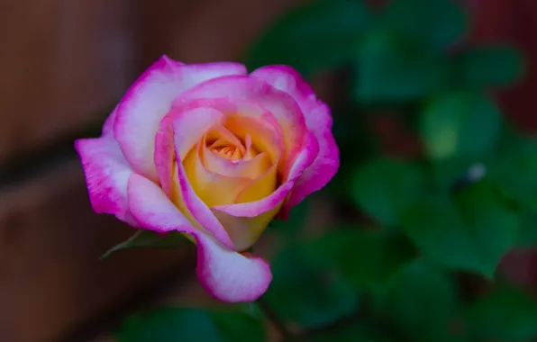 Bokeh, bokeh, Pink rose, Pink rose
