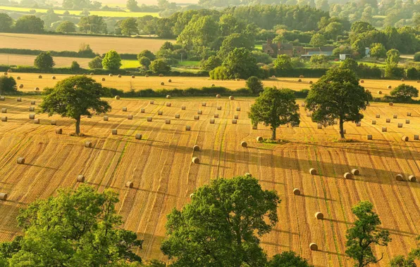 Greens, field, trees, strip, view, dal, cleaning, hay