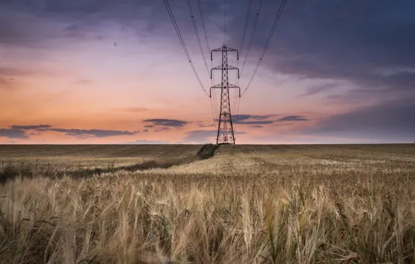 Field, sunset, power lines