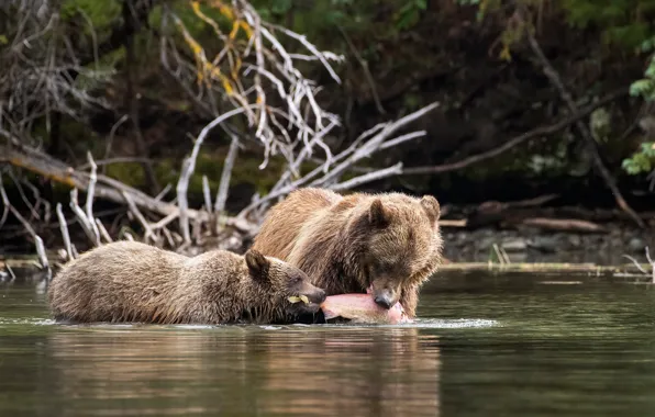 Branches, nature, shore, fishing, fish, bear, bears, pair