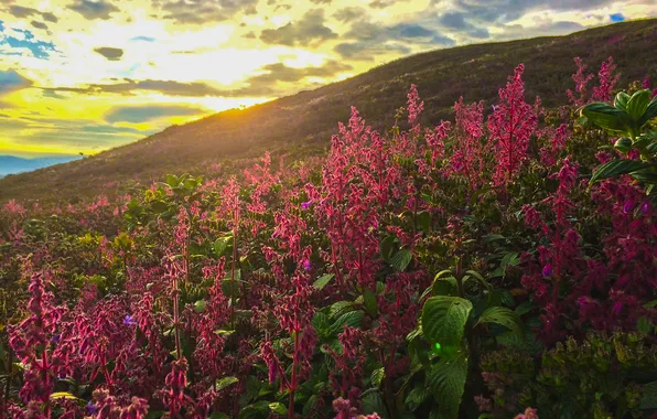 Field, summer, the sky, the sun, clouds, light, flowers, nature