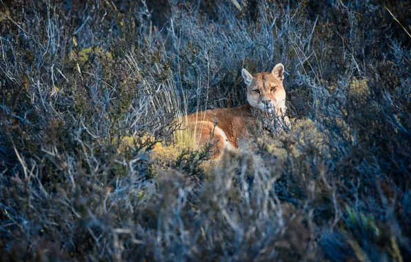 Look, face, branches, pose, stay, vegetation, lies, Puma