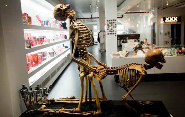 Pose, bones, sex, skeletons, shop, the counter, sex shop