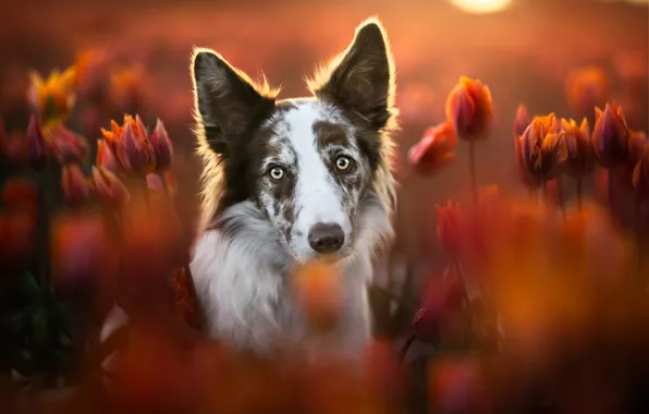 Look, flowers, portrait, dog, blur, spring, tulips, red