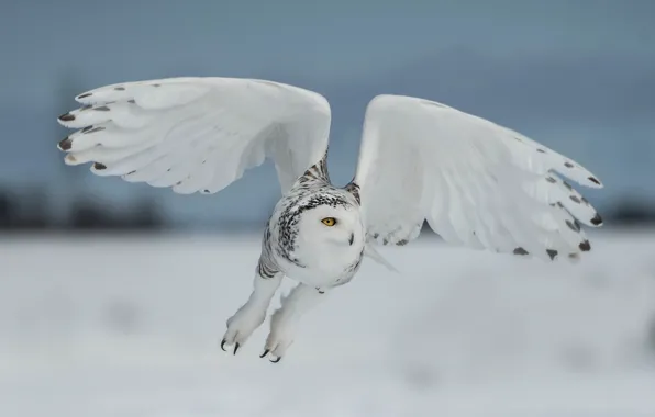 Winter, field, the sky, look, snow, flight, close-up, pose