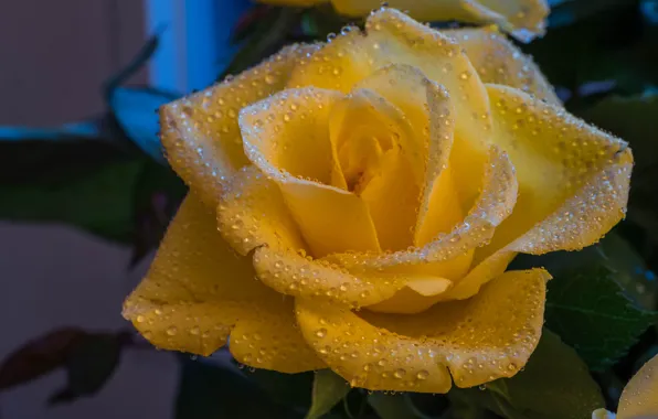 Flower, drops, macro, rose, petals, yellow