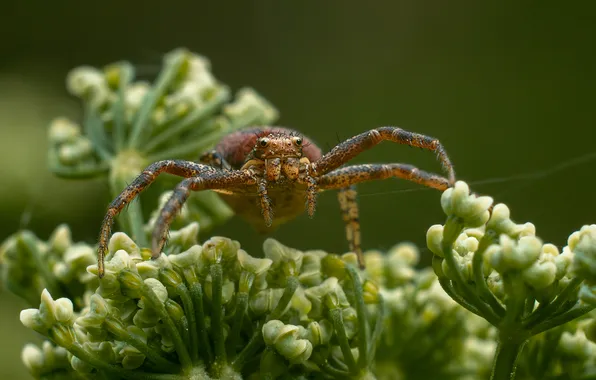 Spider, bokeh, Andrey Rut, Xysticus Spider, Xysticus