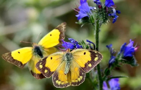 Butterfly, flowers, macro, wings, beautiful, closeup