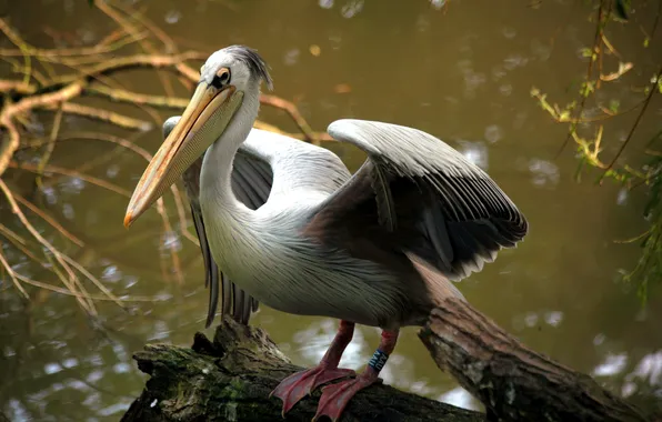 Picture nature, bird, Pelican
