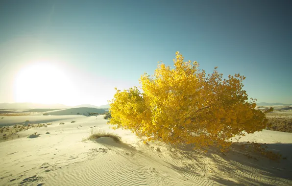 Sand, trees, photo, tree, desert, landscapes, desert, beautiful Wallpapers for desktop