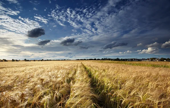 Field, landscape, ears
