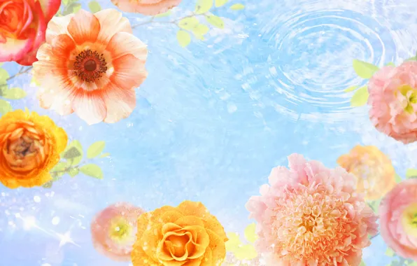 Water, collage, Wallpaper, roses, petals