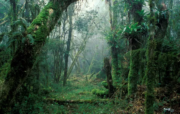 Picture forest, trees, nature, fog, moss, Brazil, Brazil