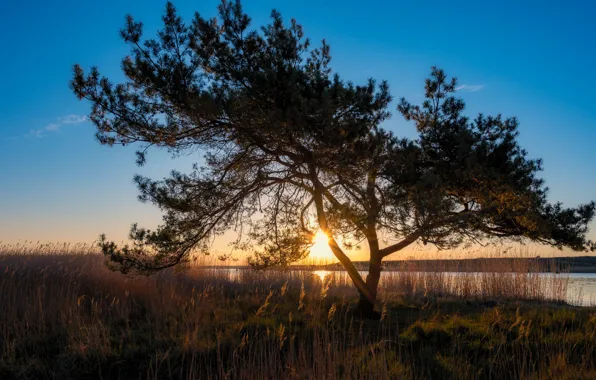 Trees, sunset, shore, pond