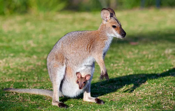 Grass, light, glade, shadow, baby, kangaroo, bag, cub
