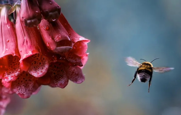 Flower, drops, macro, flight, Rosa, insect, bumblebee