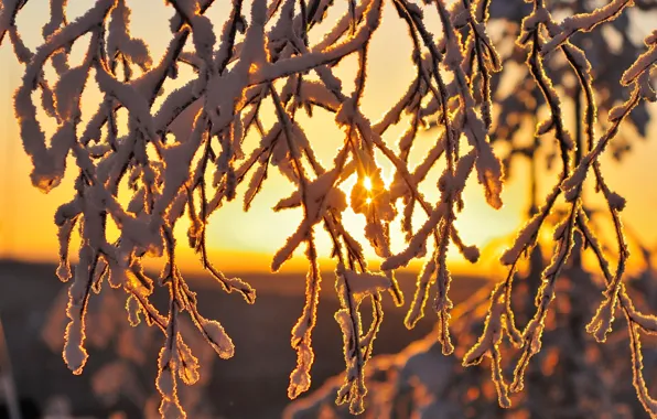 Winter, the sun, macro, light, snow, branches, nature