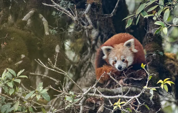 Picture leaves, trees, branches, moss, red Panda, red Panda