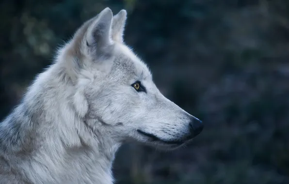 Nature, snow, predator, face, animal, wolf, wildlife, portrait