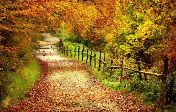 Picture forest, leaves, trees, the fence, Autumn, path