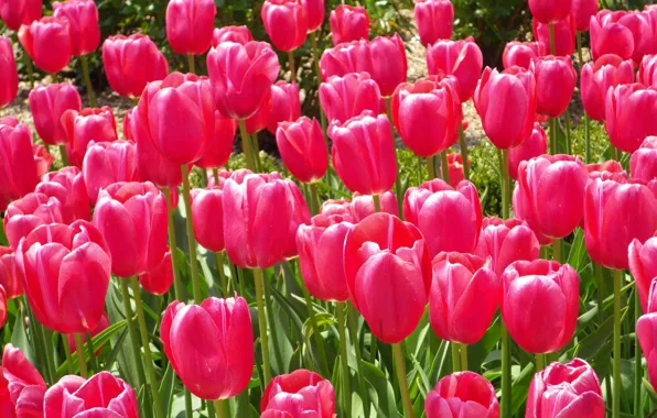 Picture Nature, spring, tulips, nature, flowers, tulips, spring, dark pink