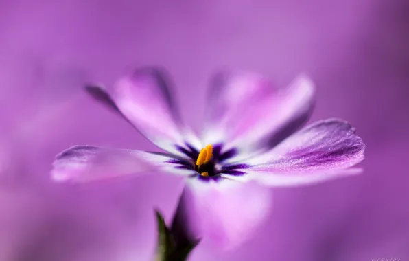 Macro, flowers, background, petals, lilac