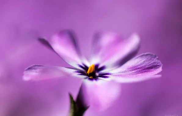 Picture flower, macro, background, petals, Lilac