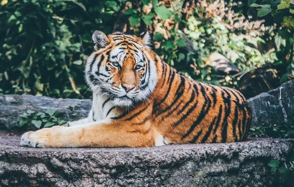 Picture tiger, animal, wildlife, big cat