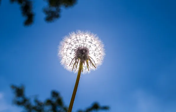 Color, Dandelion, Flower, Plant, Plants, Flower, Flowers, Color