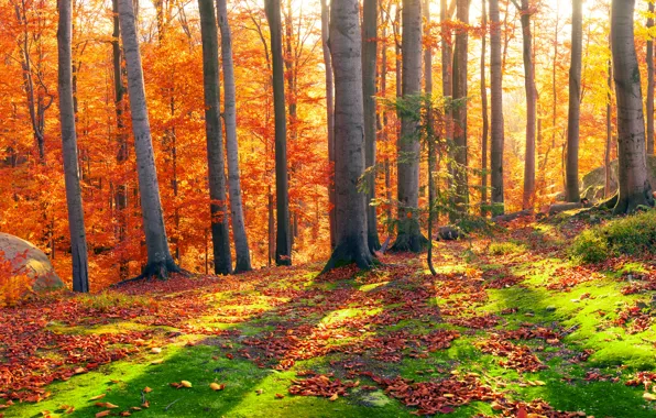 Autumn, forest, leaves, the sun, trees, stones, moss, panorama