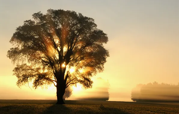 Picture field, the sun, rays, light, trees, tree, dawn, Morning