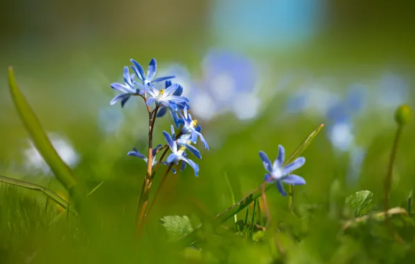 Picture flowers, spring, bokeh
