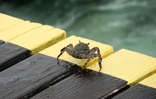 The ocean, island, crab, pierce, The Maldives