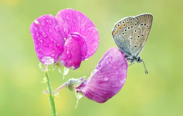 Picture summer, drops, macro, flowers, green, grey, background, butterfly