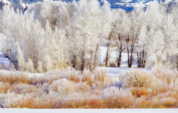 Winter, frost, snow, trees, mountains, USA, the bushes, Wyoming