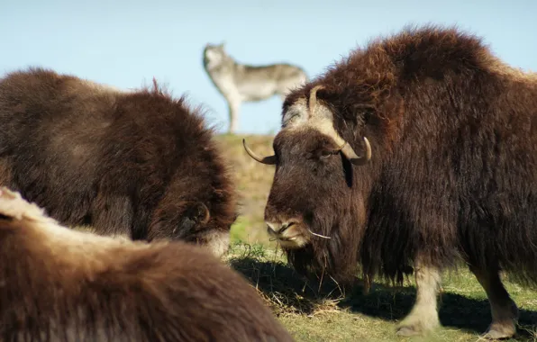 Canada, horns, wildlife, Winnipeg, bison, muskox, ..grass