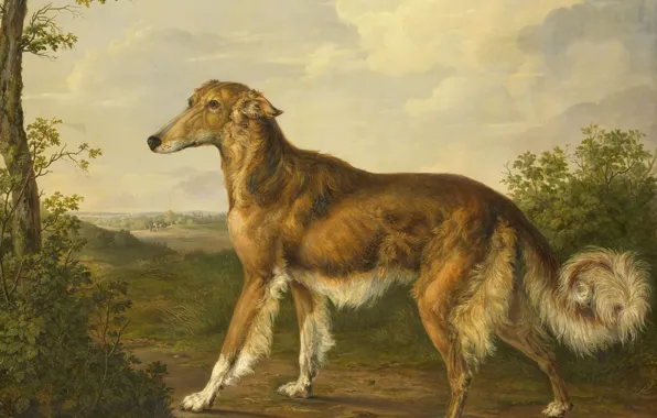 Picture dog, picture, Siberian Greyhound, Jan Dasveldt