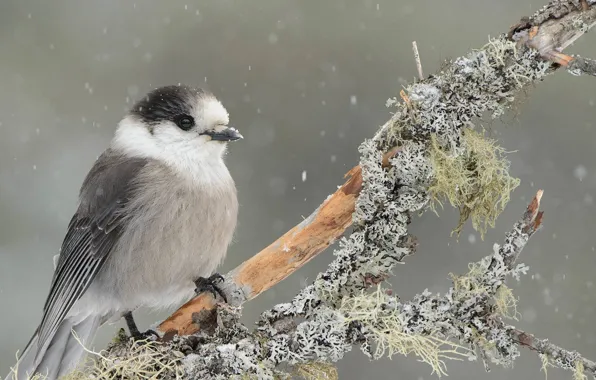 Picture branches, nature, bird, Canadian Jay