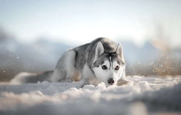 Picture snow, dog, Husky